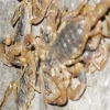 宁夏蜗牛蝎子养殖